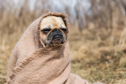 🐾 5 Ways Your Dog Says "Thank You" – Every Single Day